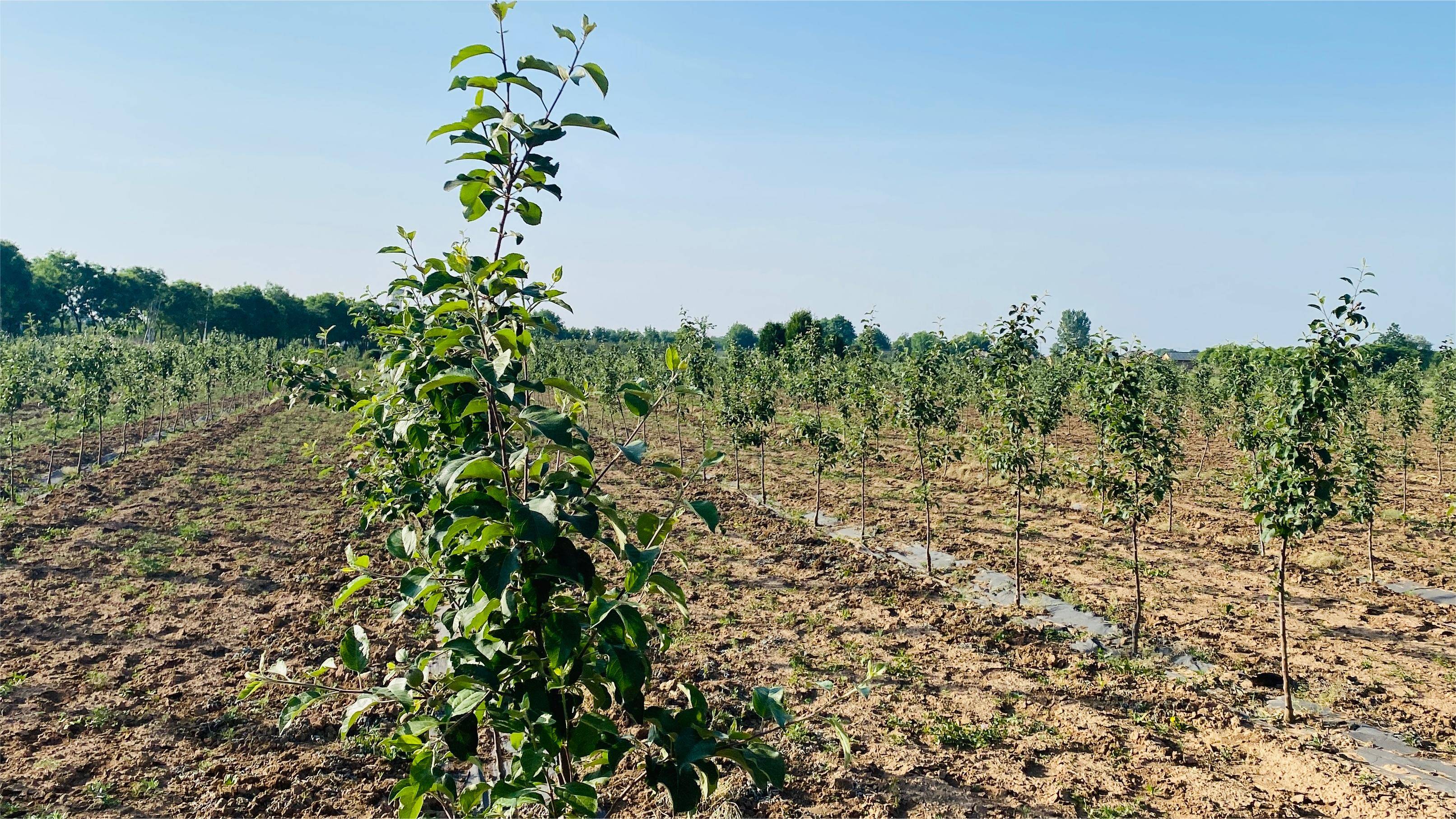 彬州市北极镇:人勤地生金 致富好"钱"景