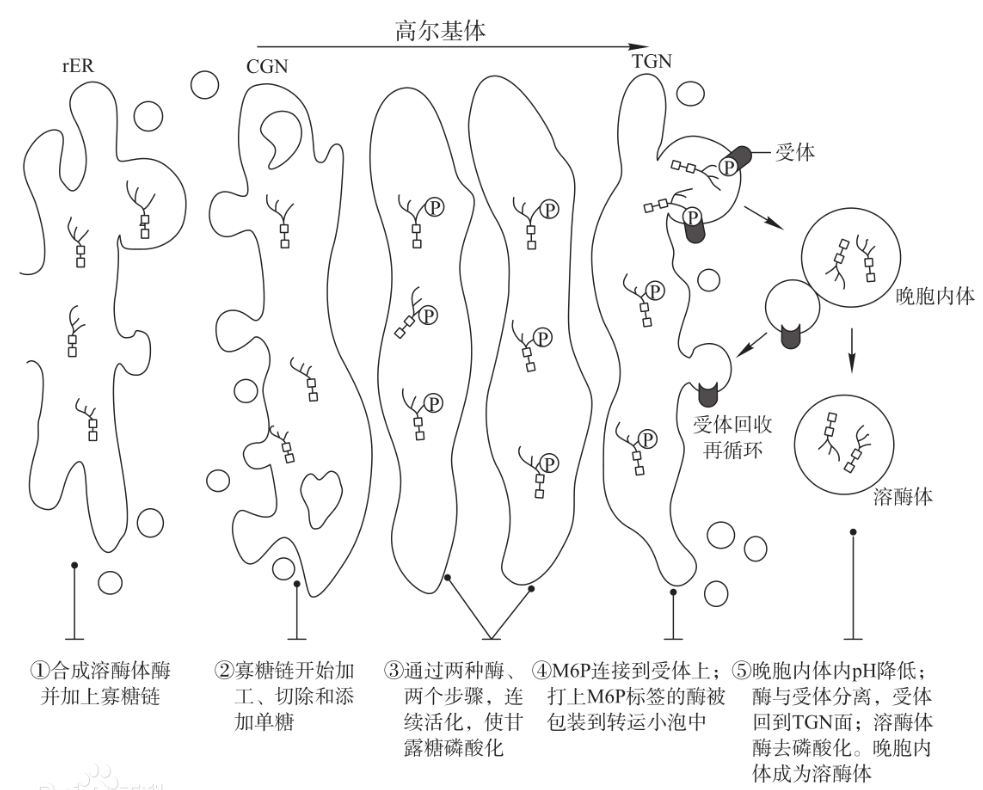 溶酶体的结构和功能图片