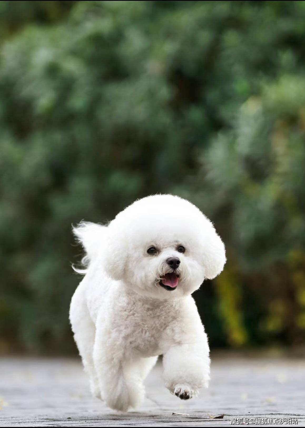 湖州买比熊犬首页网站(湖州吴兴区)哪家宠物店有卖比熊犬的