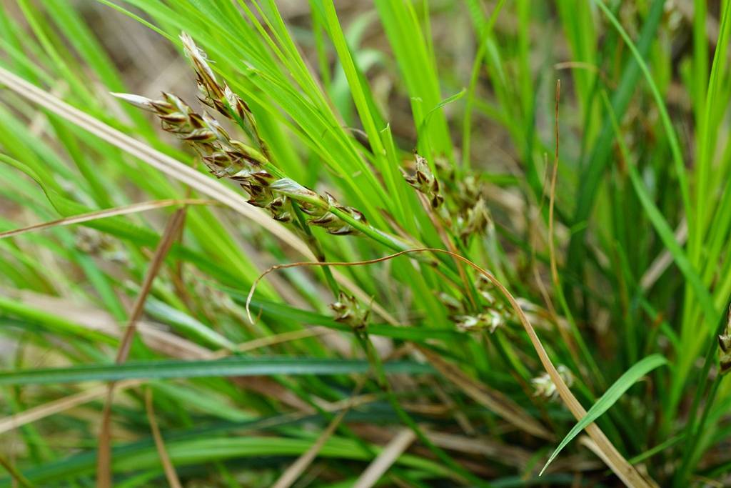 我见到的山东本土植物和园林栽培植物