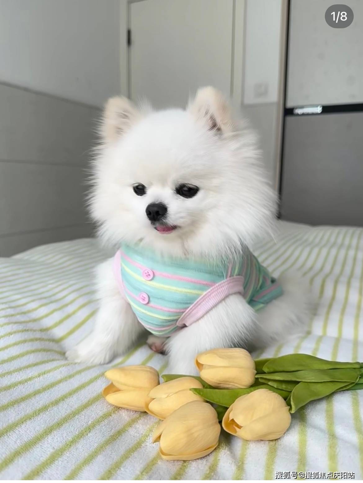 福州买博美犬首页网站(福州苍山区)哪里有博美犬出售_宠物_福安_生活