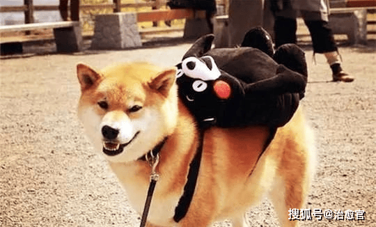 养柴犬的10个理由 99%的人看完都心动了