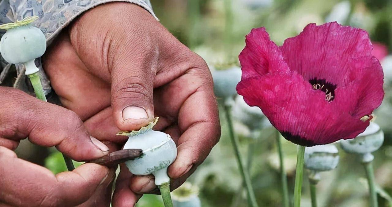 彭家声晚年近况:家中悬挂"寿"字字幅,年近百岁依旧满头黑发_缅甸_罂粟