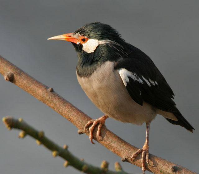 好心放生60只鸟,100年后每年给美国损失8亿美元:历史蝴蝶效应