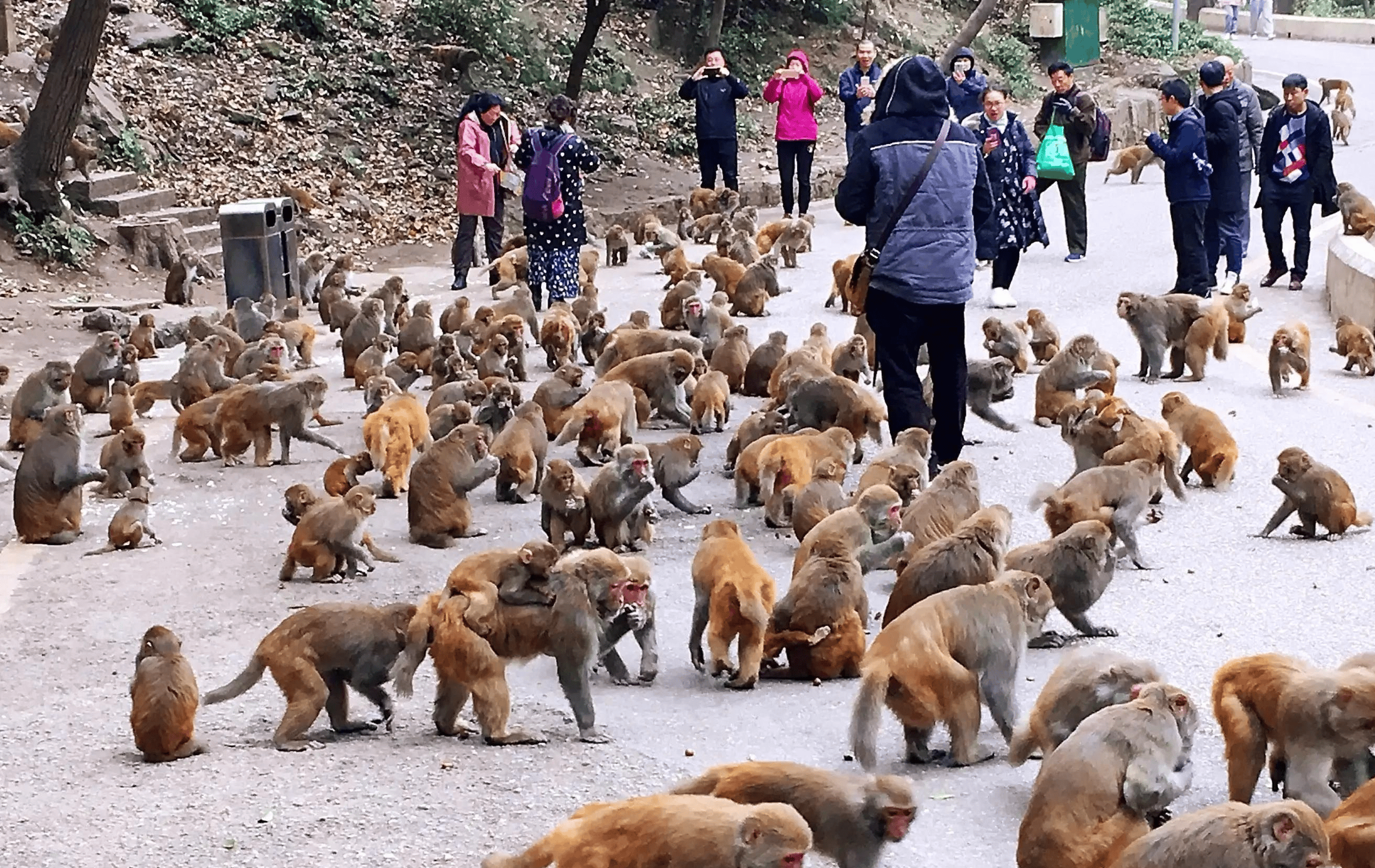 贵阳黔灵山的猴子来自哪里,并非是原生野猴,都是外面逃过来的