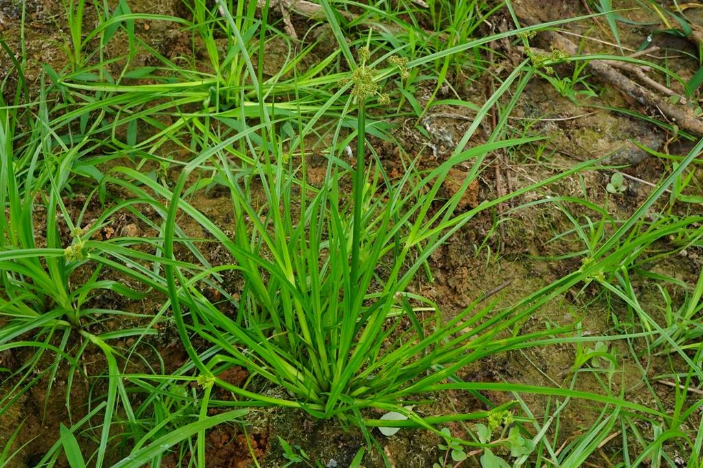 我见到的山东本土植物和园林栽培植物(236)异型莎草
