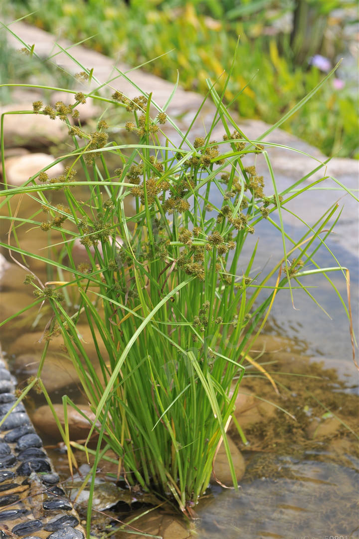 我见到的山东本土植物和园林栽培植物(236)异型莎草