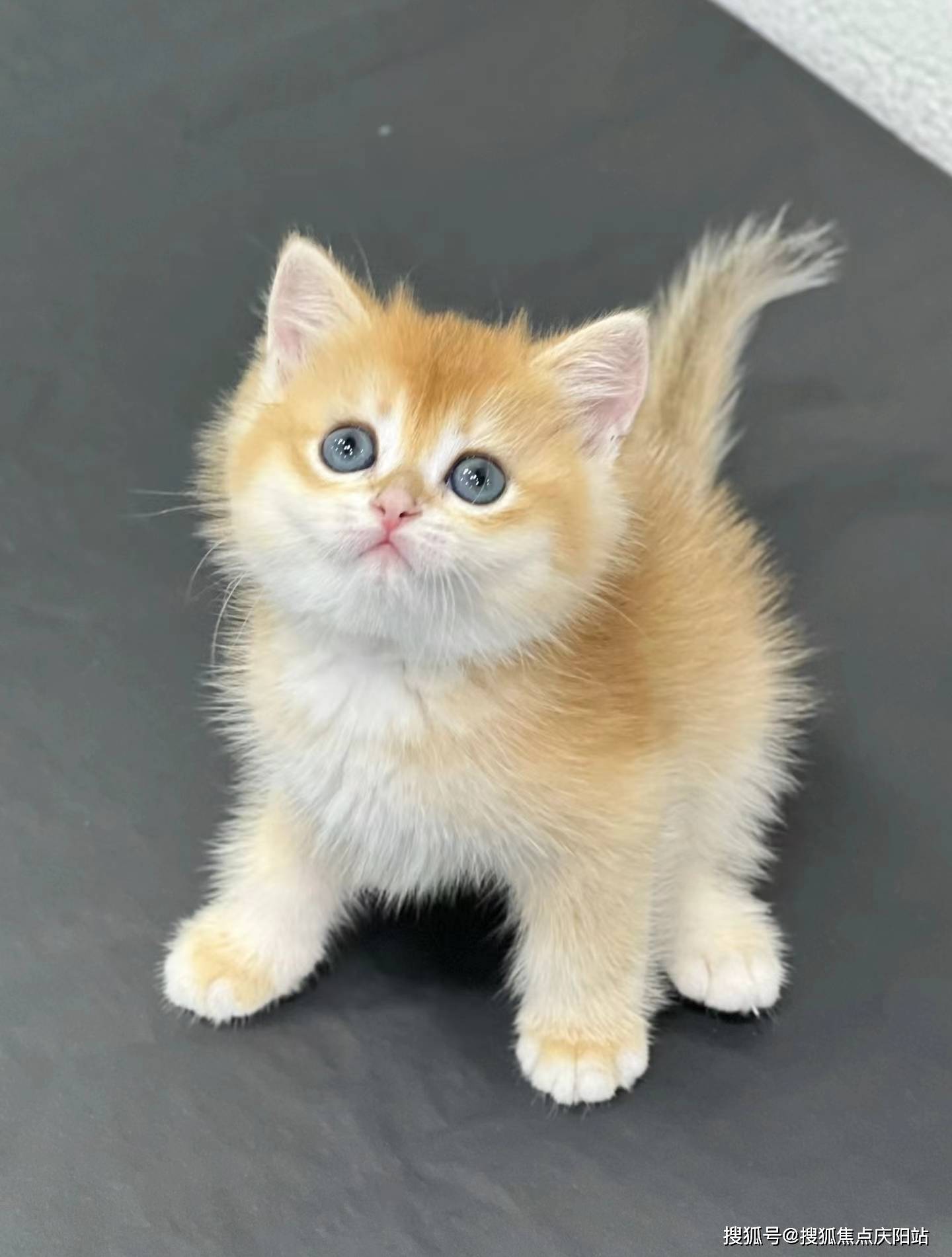 长沙买金渐层猫首页网站(长沙岳麓区)哪里可以买到品相好的金渐层猫