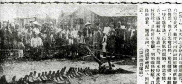 营口坠龙事件,照片上的骨骼究竟属于哪种动物?