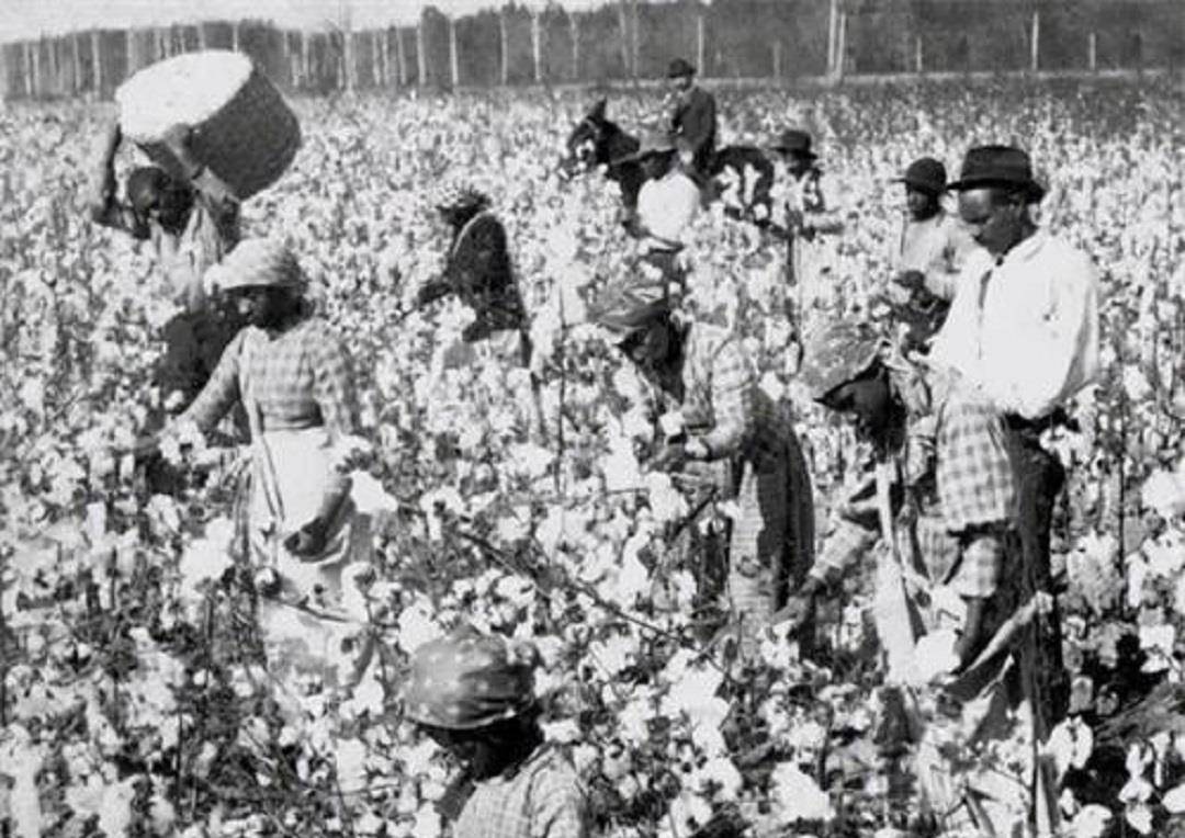 种植园的黑奴,总经历摘棉花,吃猪肉,啃西瓜和挨鞭子_工作_黑人_贸易