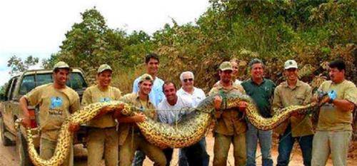 蛇最多能长到多长?二战时,英国飞行员拍到条巨蟒,现成未解之谜