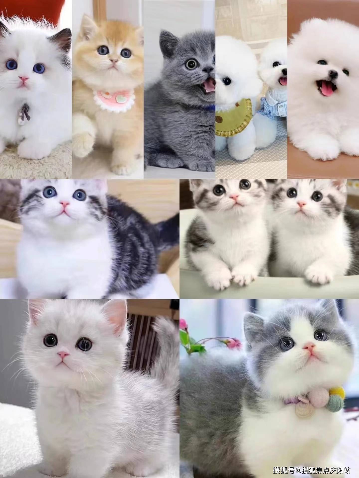 南京福安家宠物店的工作人员,都是养猫专家,他们能提供全方位的养猫