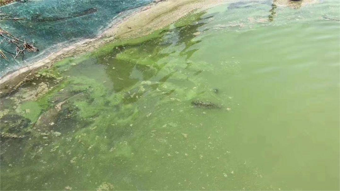 池塘绿水怎样处理,教你快速解决!