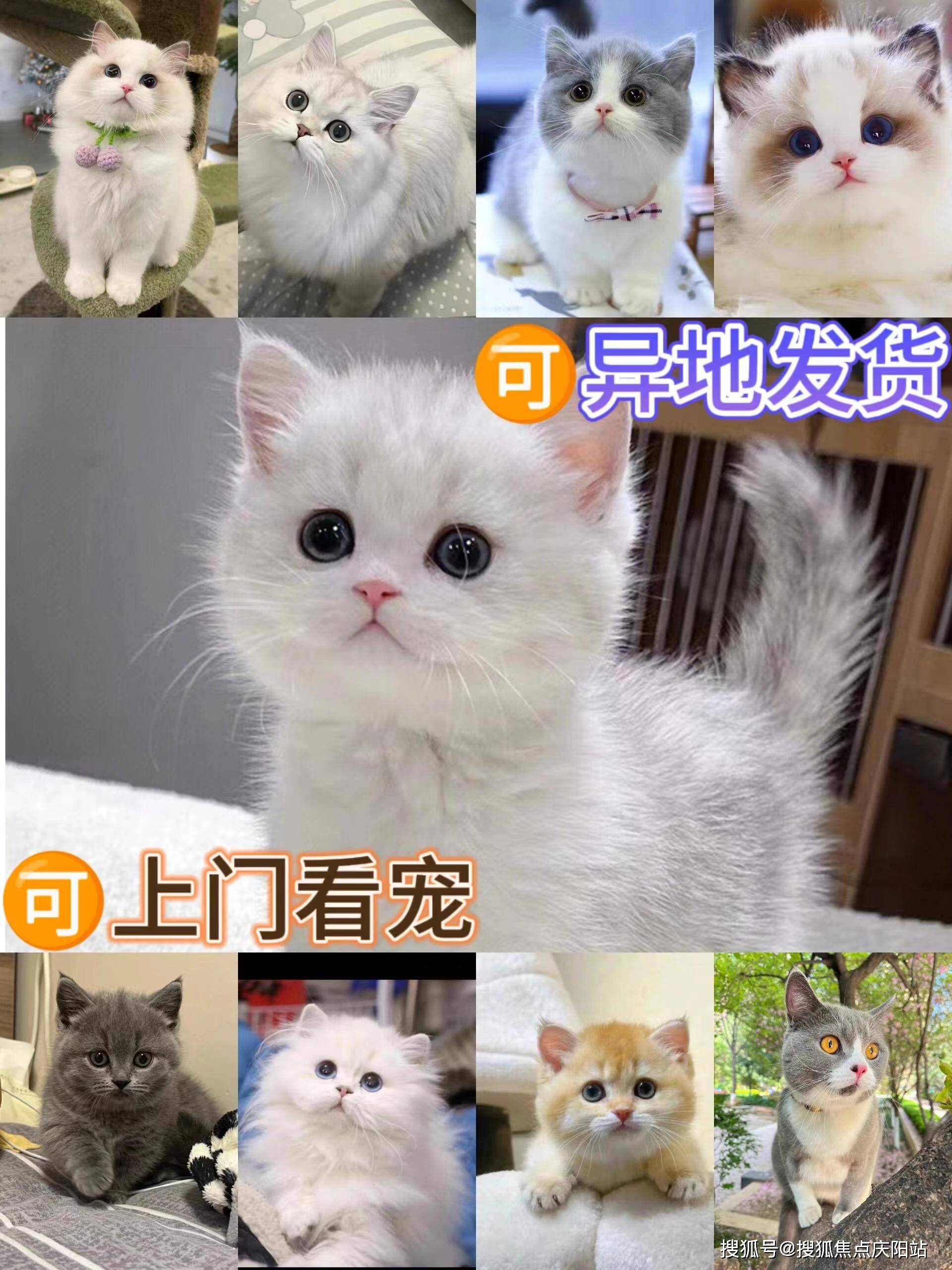 苏州买英短蓝金猫首页网站(苏州吴中区)买英短蓝金猫哪里比较安全