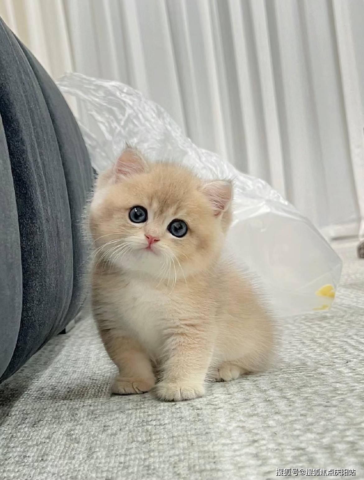 上海买英短蓝金猫首页网站(上海浦东新区)买英短蓝金猫的地方