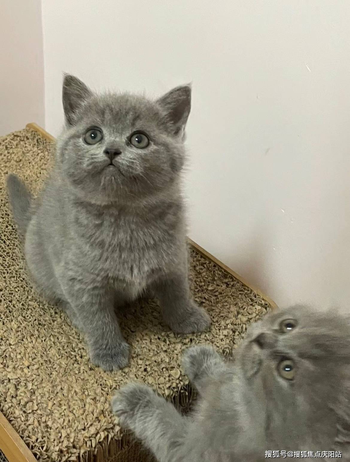 宁波买英短蓝猫首页网站(宁波海曙区)买英短蓝猫哪里比较安全