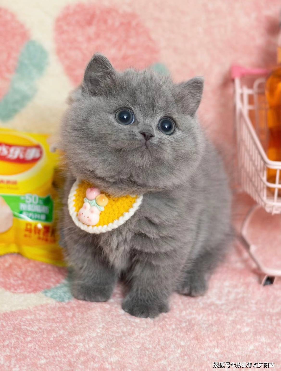 长沙买英短蓝猫首页网站(长沙岳麓区)哪里有英短蓝猫出售