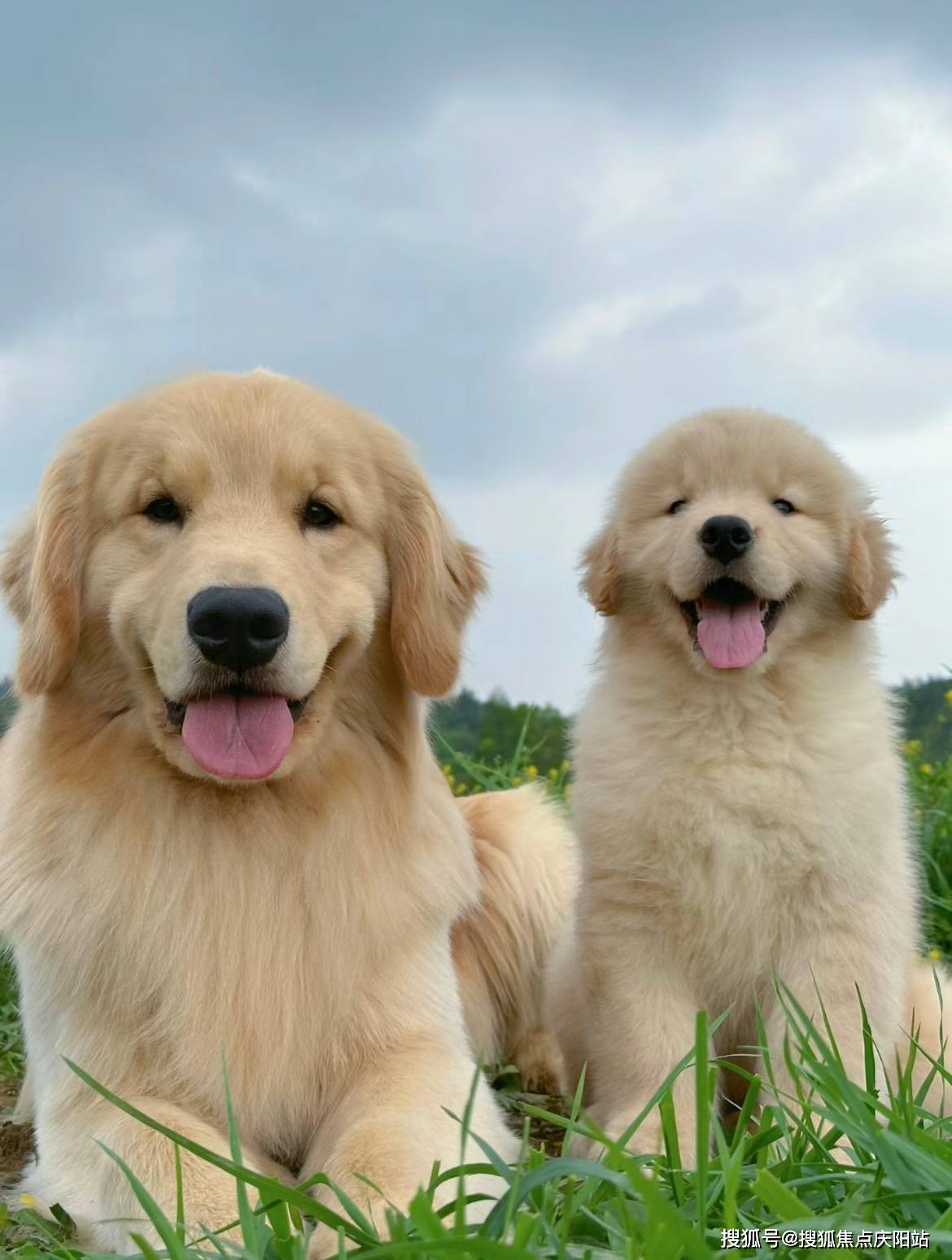 昆明买宠物首页网站(昆明官渡区)哪里有卖宠物猫狗的地方