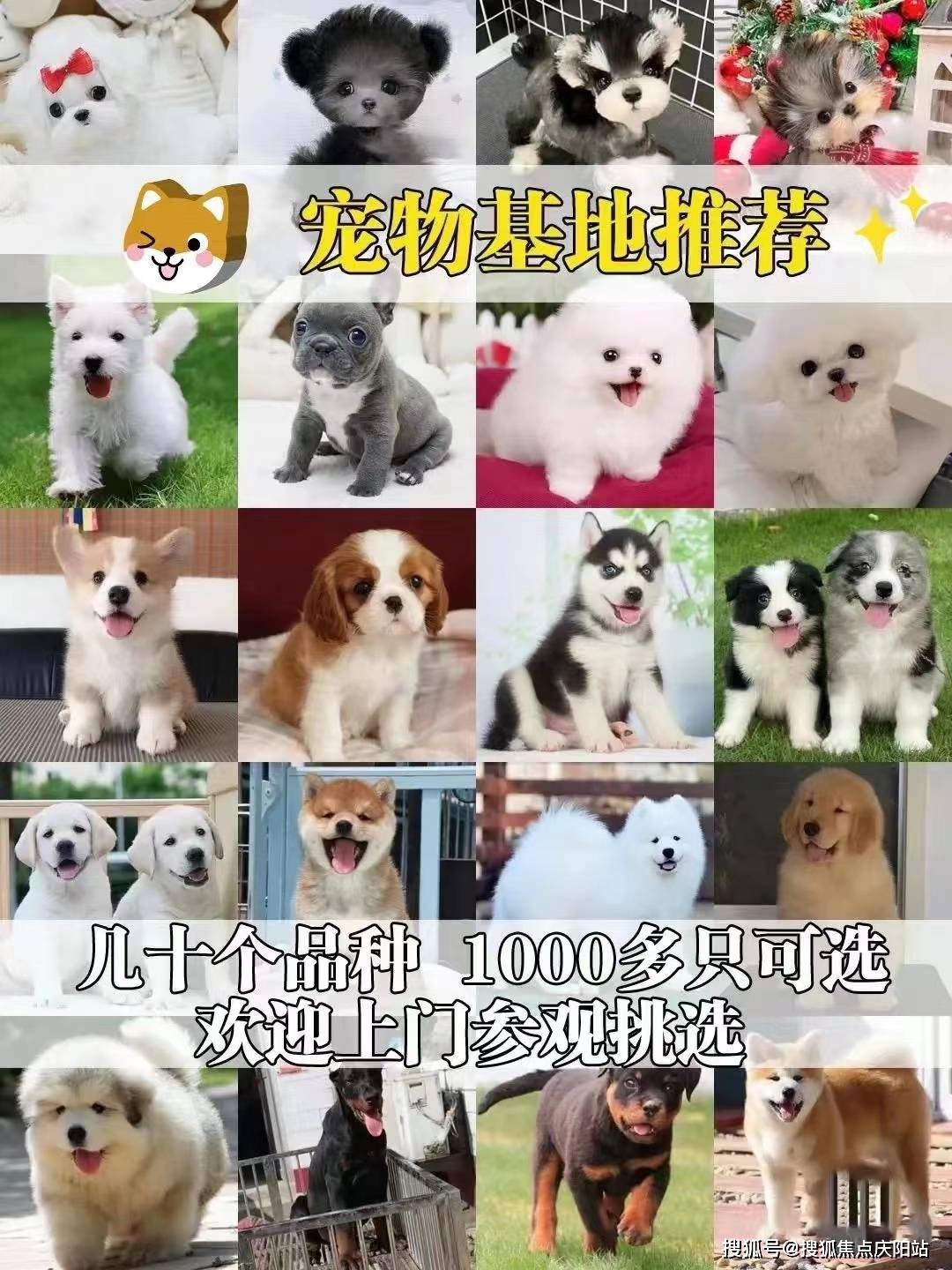 上海买金毛犬首页网站(上海静安区)金毛犬多少钱一只