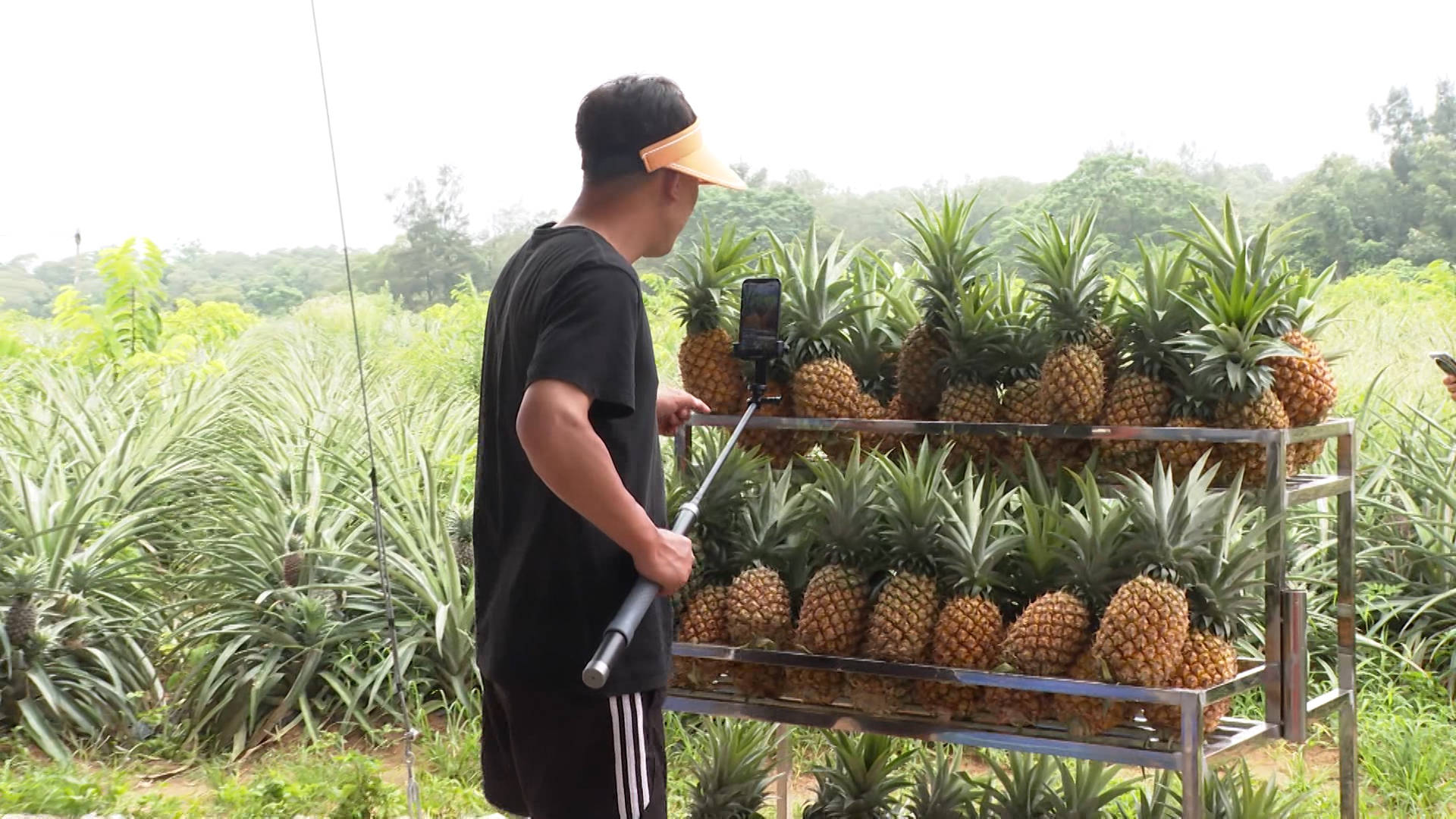 30多名"网红"主播到闸坡镇富悦来生态农场开展助农直播