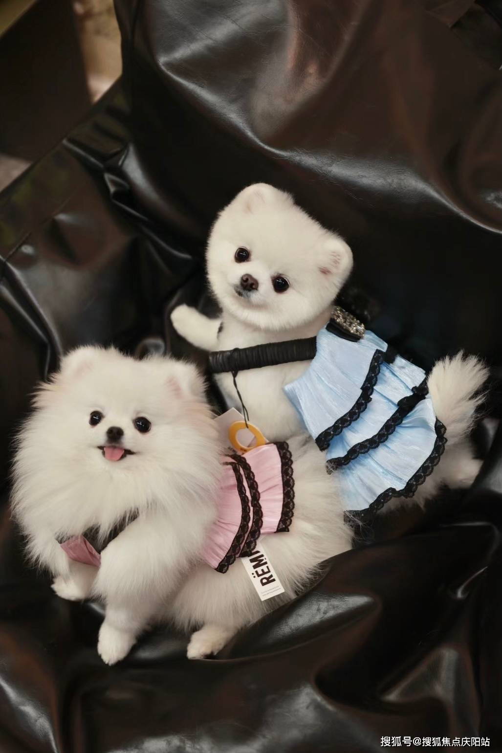 上海买博美犬首页网站(上海闵行区)哪里有博美犬出售