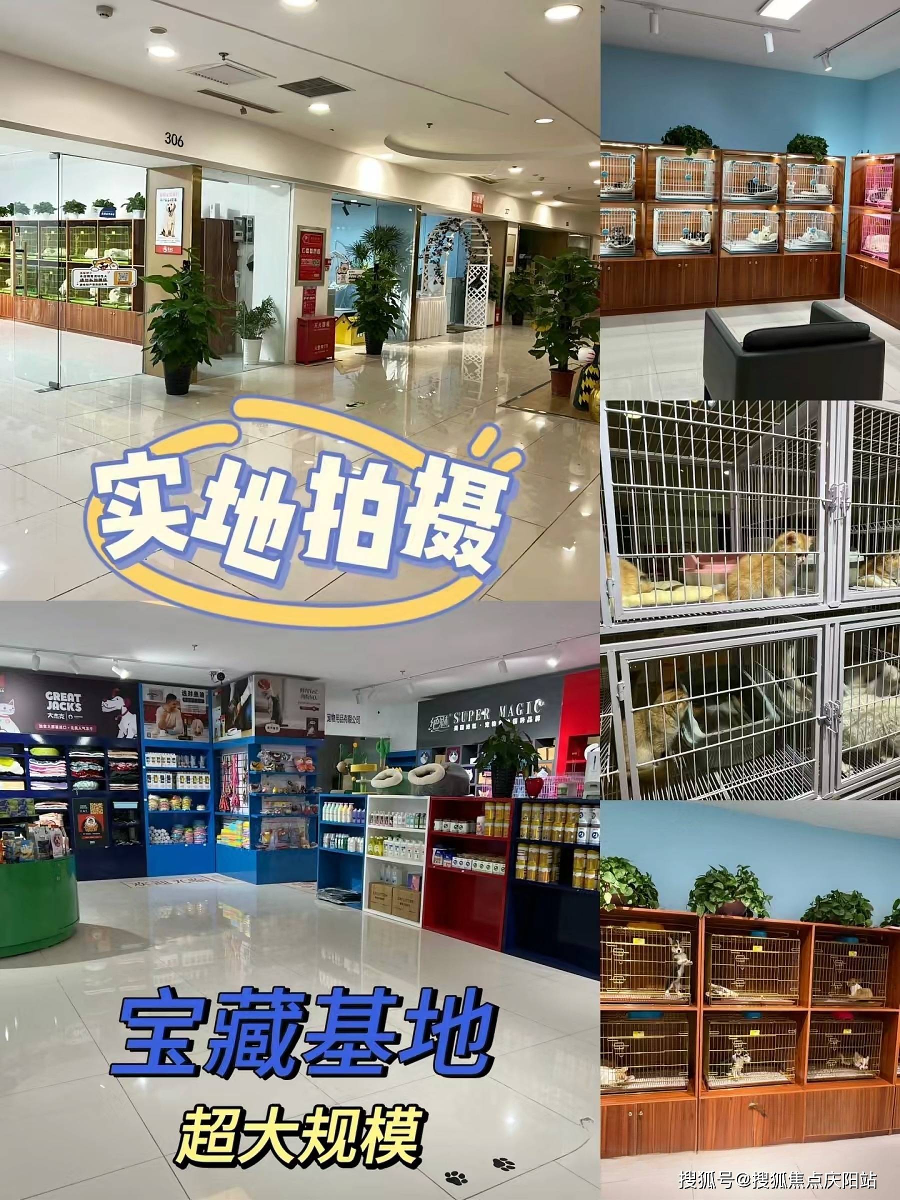 广州买博美犬首页网站(广州天河区)买博美犬的宠物店哪家口碑好