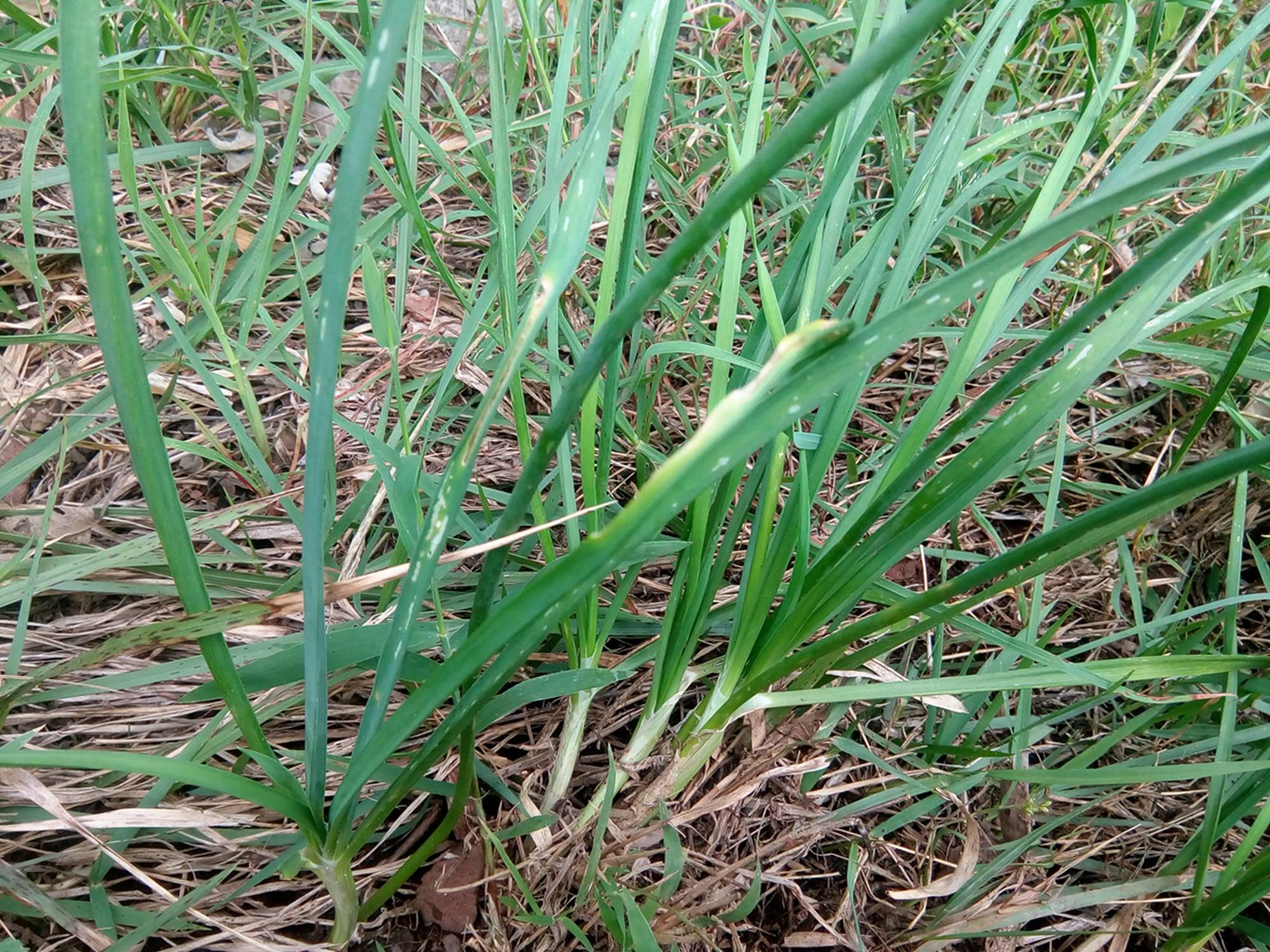 我见到的山东本土植物和园林栽培植物(291)野韭