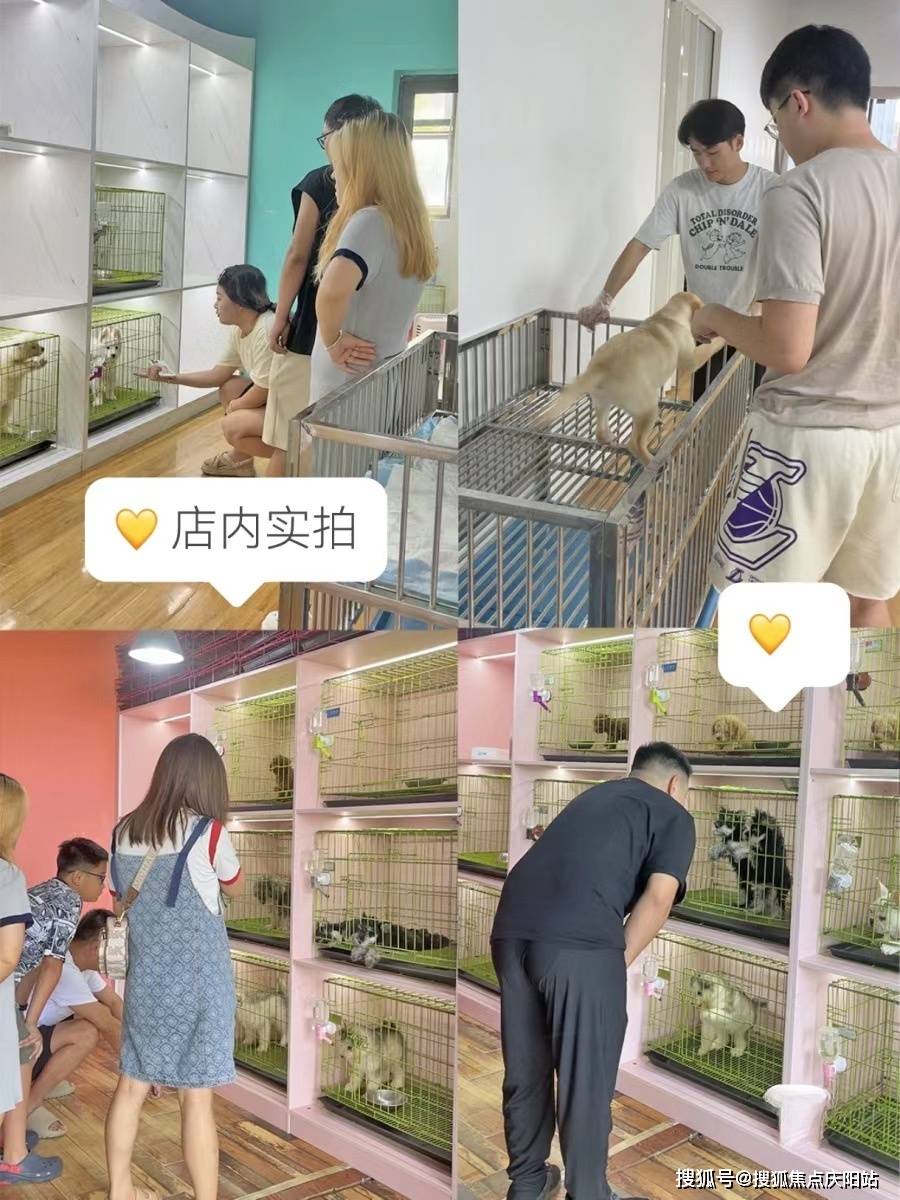 昆明买萨摩耶犬首页网站(昆明官渡区)哪家宠物店有卖萨摩耶犬的