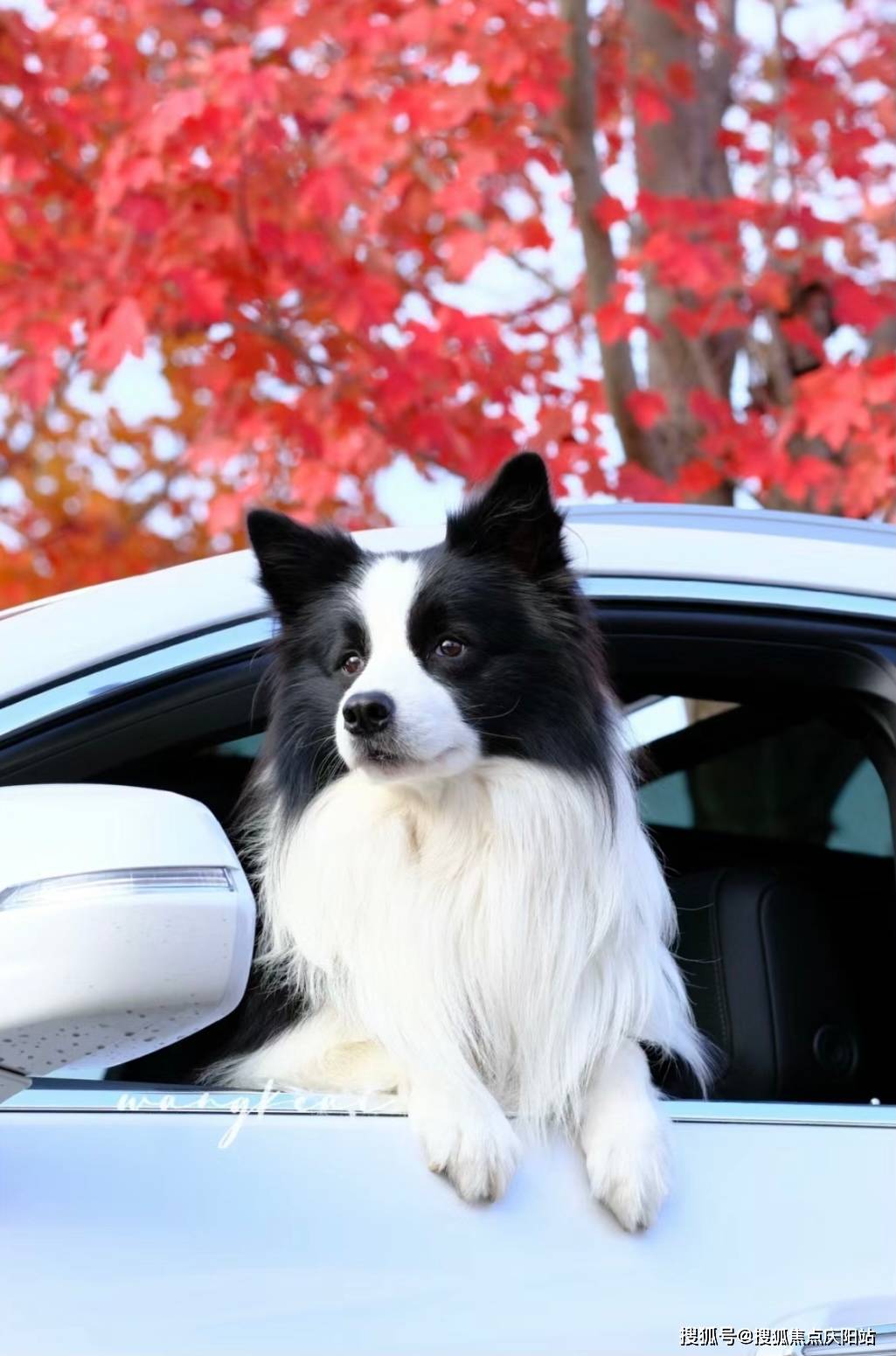 上海买萨摩耶犬首页网站(上海闵行区)萨摩耶犬多少钱一只