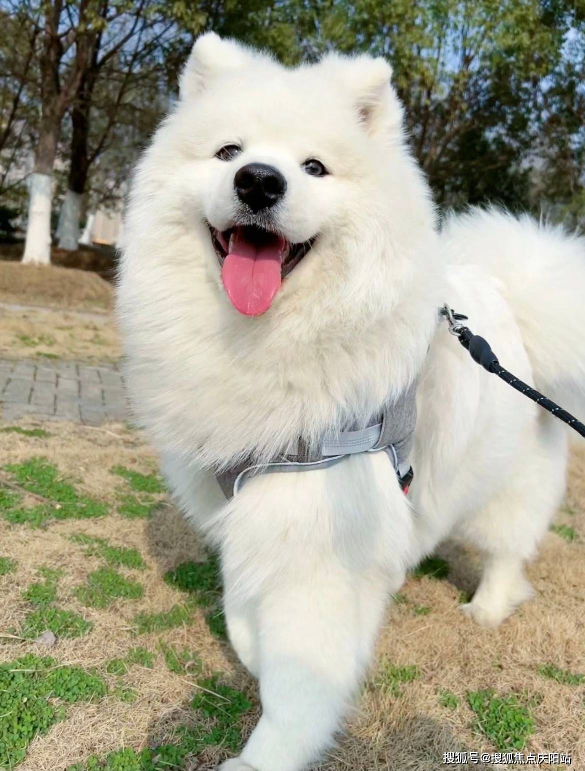 福州买萨摩耶犬首页网站福州仓山区哪里买萨摩耶犬便宜又好看
