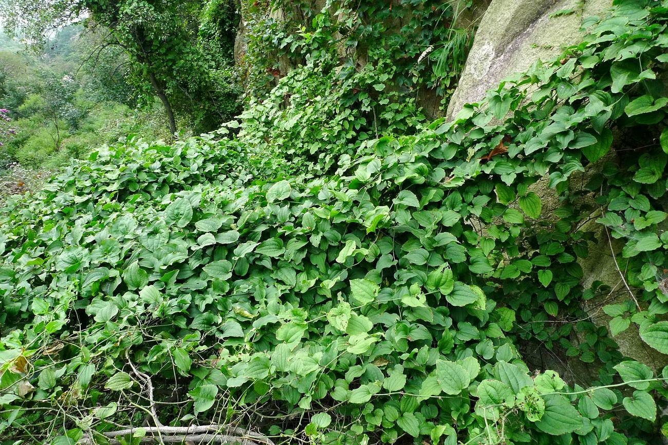 我见到的山东本土植物和园林栽培植物(300)华东菝葜