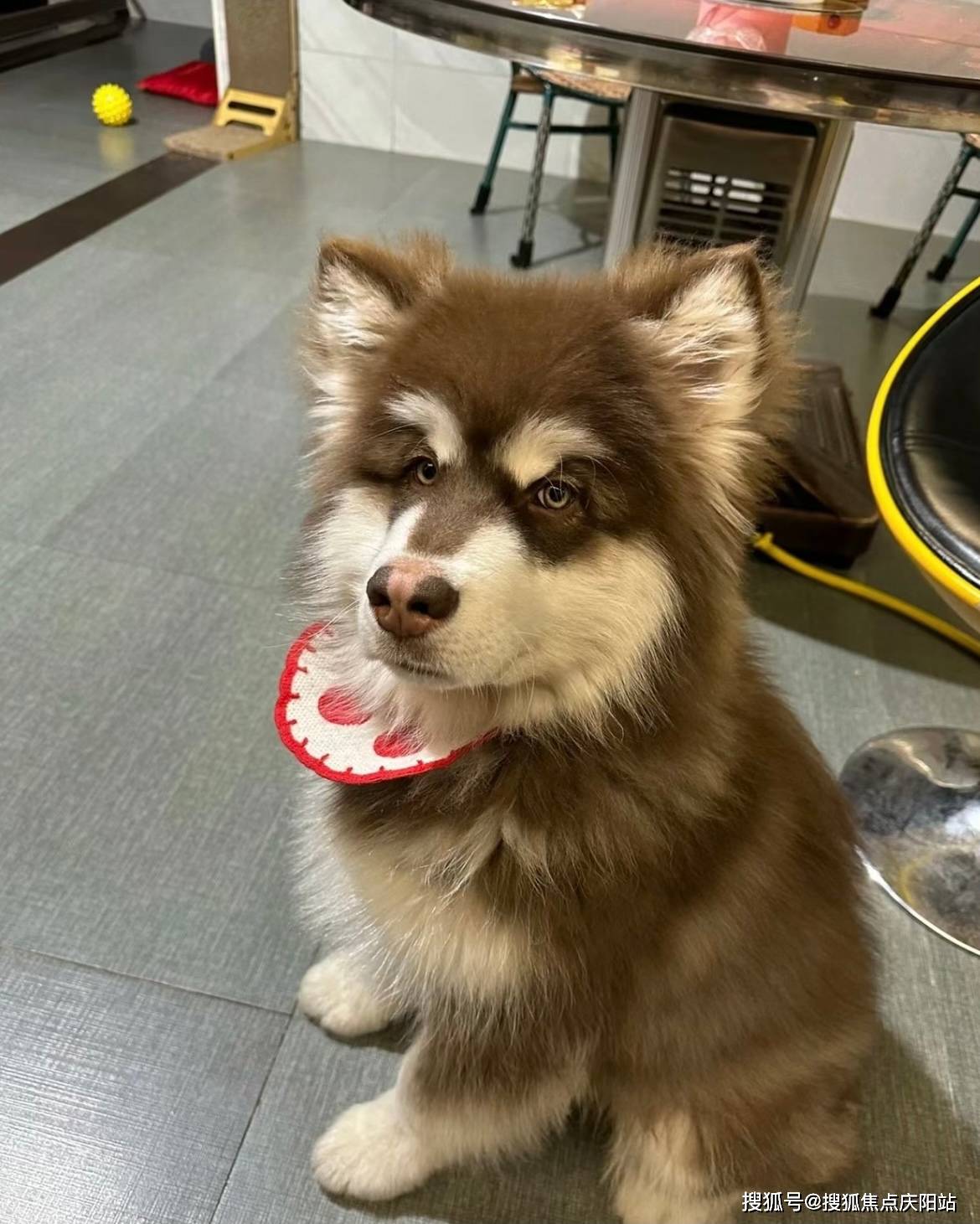 无锡买阿拉斯加犬首页网站(无锡梁溪区)哪里有卖阿拉斯加犬的宠物市场