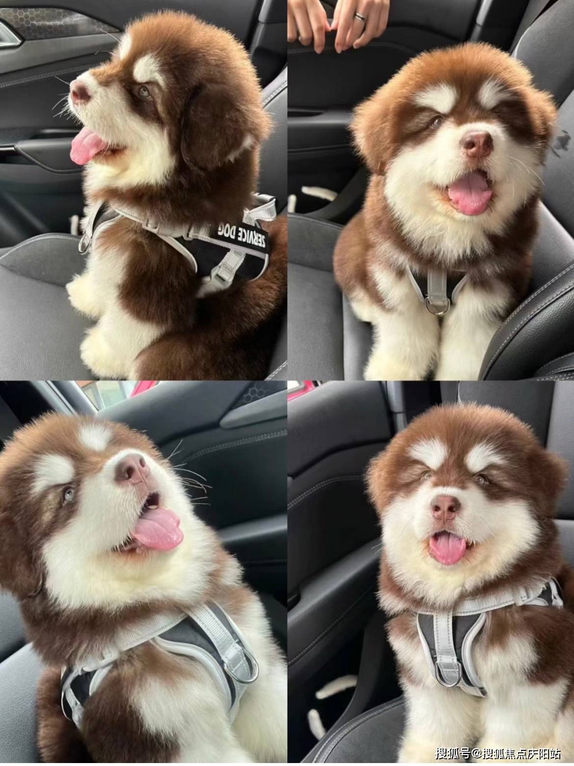 北京买阿拉斯加犬首页网站(北京朝阳区)哪家宠物店买阿拉斯加犬比较纯