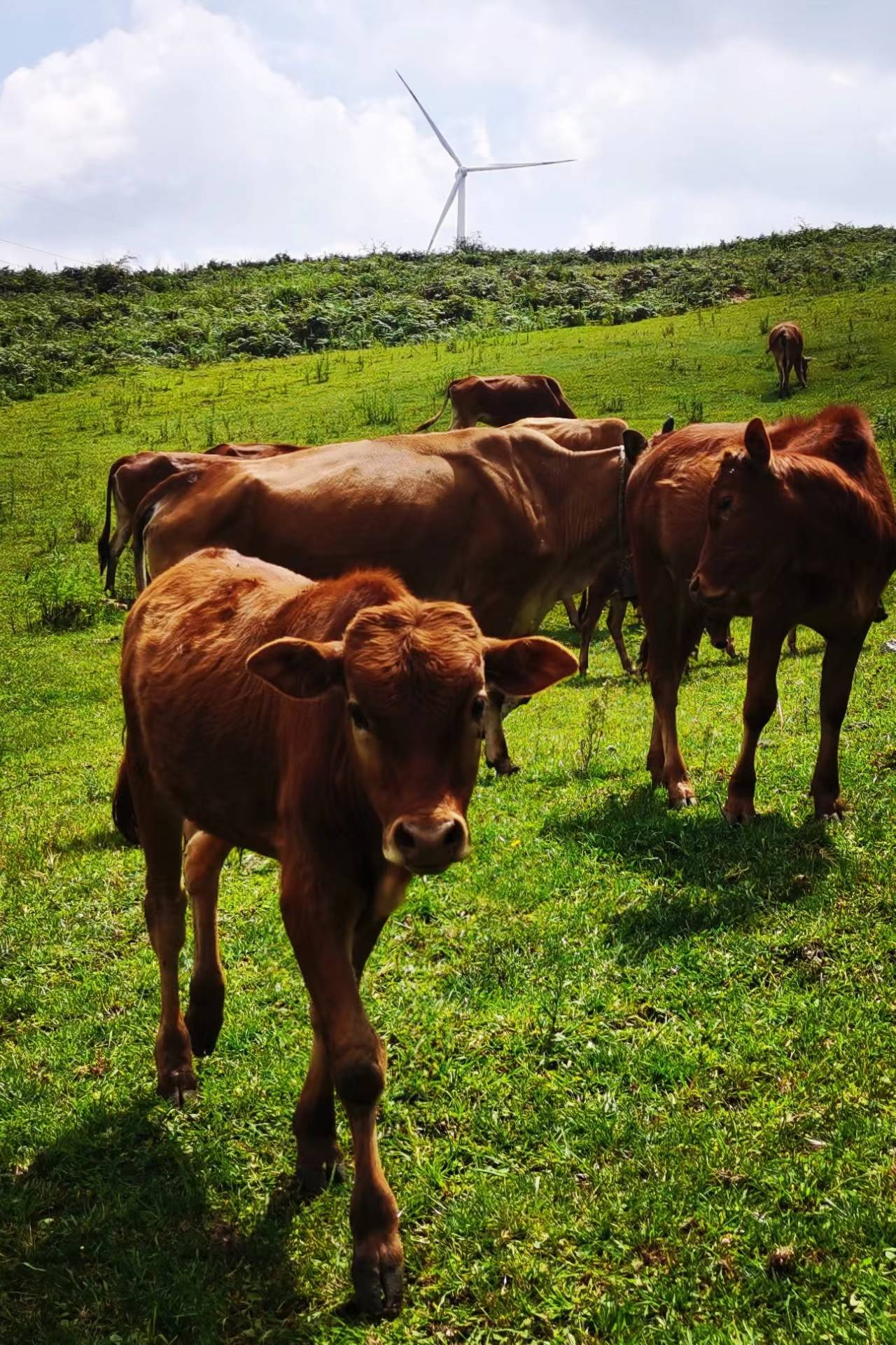 可是这一次,贾主任居然破例收下严阳患者送的两盒"憨手艺"小黄牛干巴