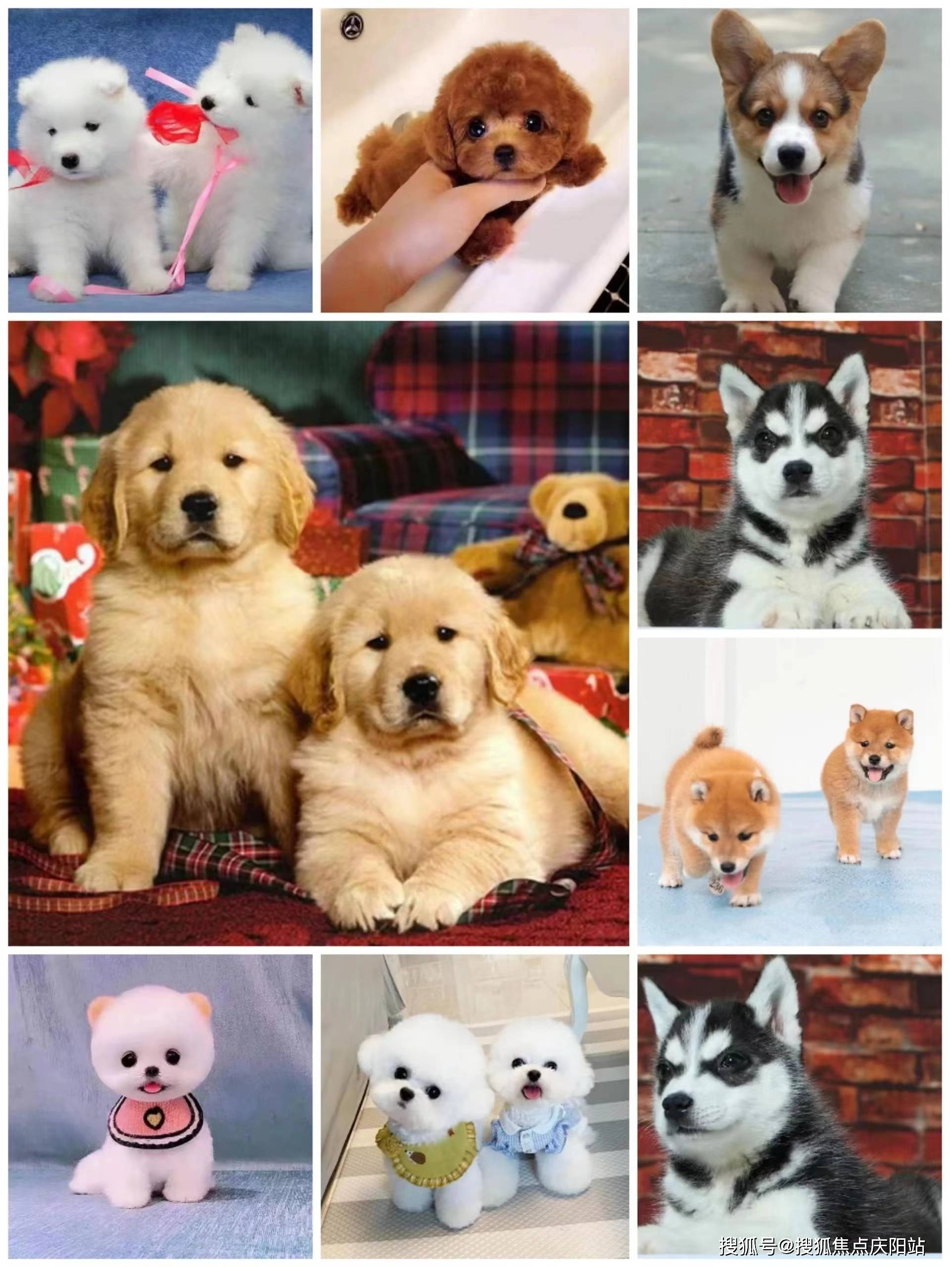 武汉买阿拉斯加犬首页网站(武汉武昌区)哪里有阿拉斯加犬出售