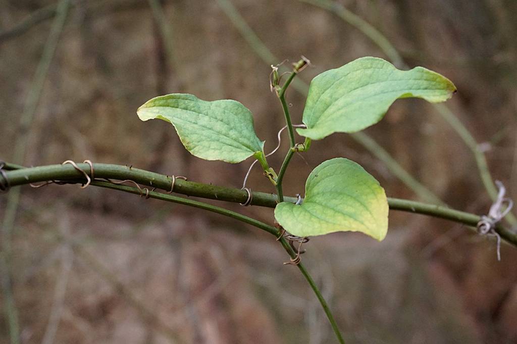 我见到的山东本土植物和园林栽培植物(300)华东菝葜