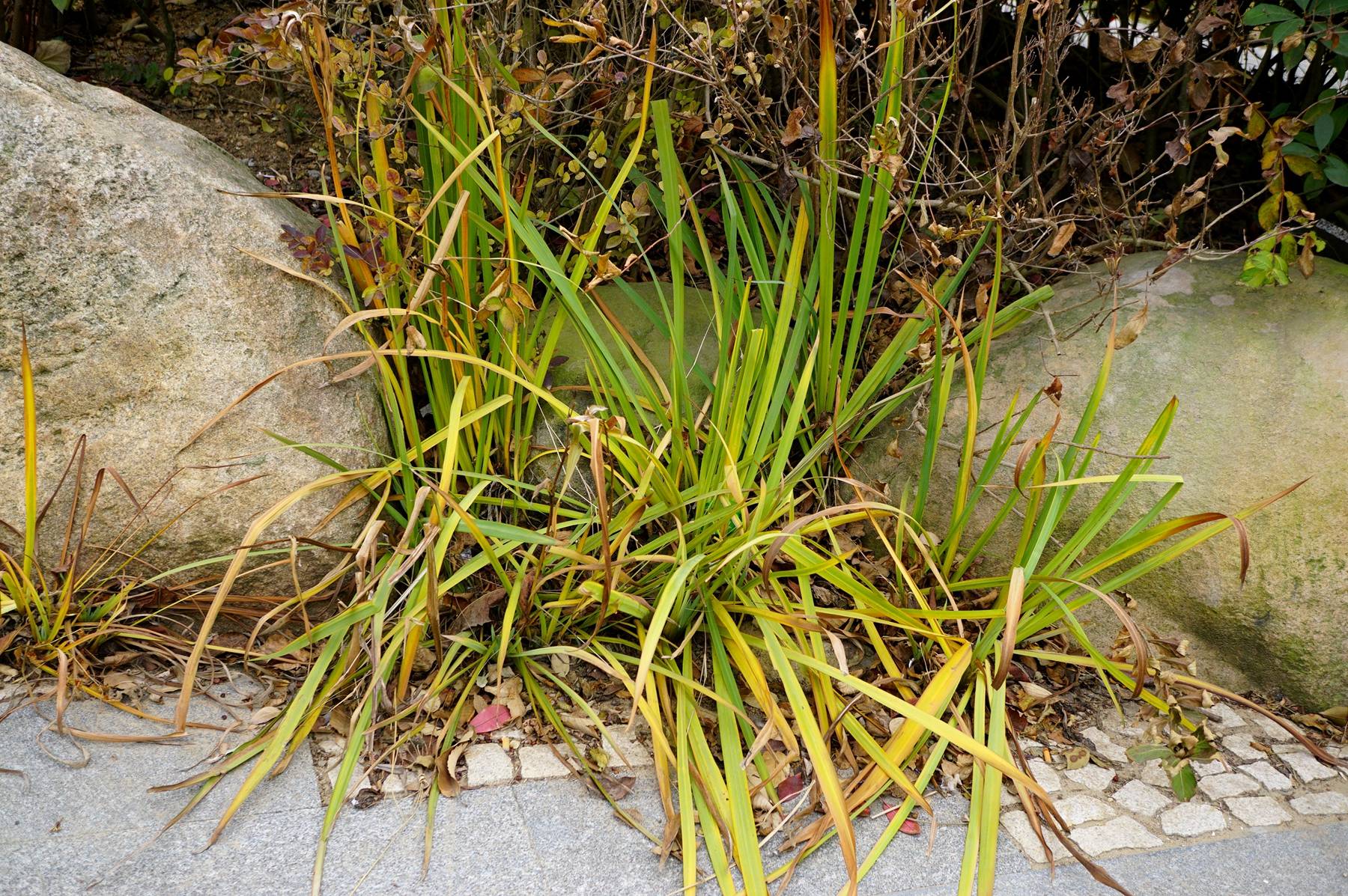 我见到的山东本土植物和园林栽培植物(306-1)金边阔叶山麦冬