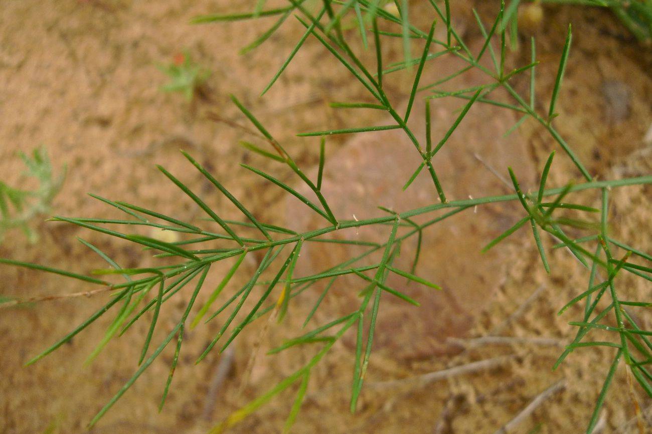 我见到的山东本土植物和园林栽培植物(309)兴安天门冬