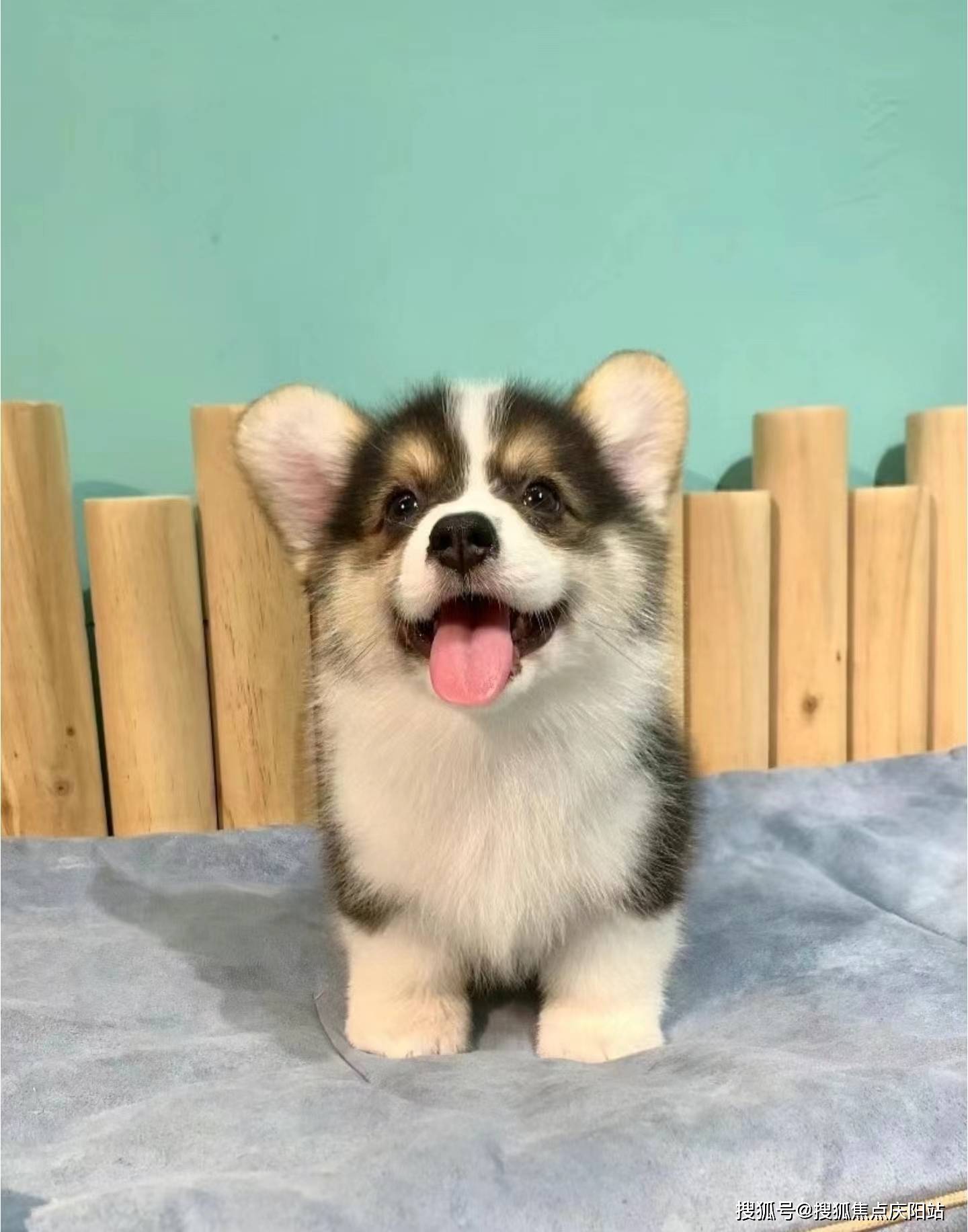 温州买柯基犬首页网站(温州鹿城区)哪家宠物店买柯基犬比较纯