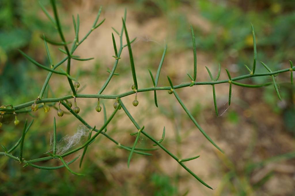 我见到的山东本土植物和园林栽培植物(309)兴安天门冬