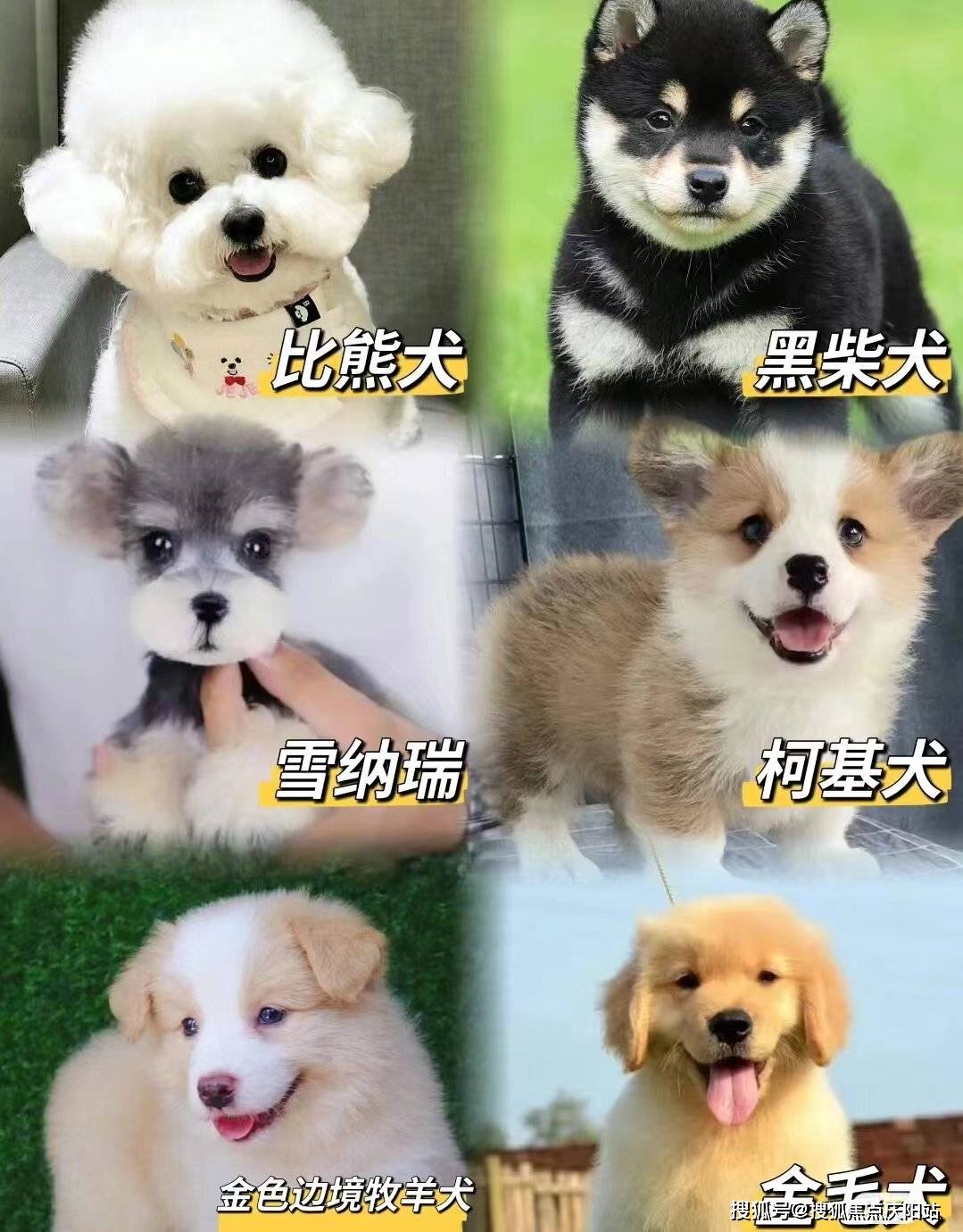 西安买柯基犬首页网站(西安未央区)柯基犬多少钱一只