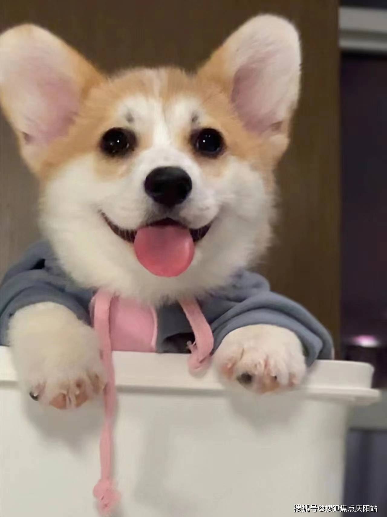 南昌买柯基犬首页网站(南昌红谷滩区)哪里有正规卖柯基犬的宠物店