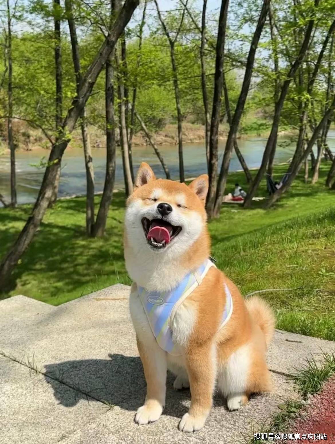 柴犬生产全过程