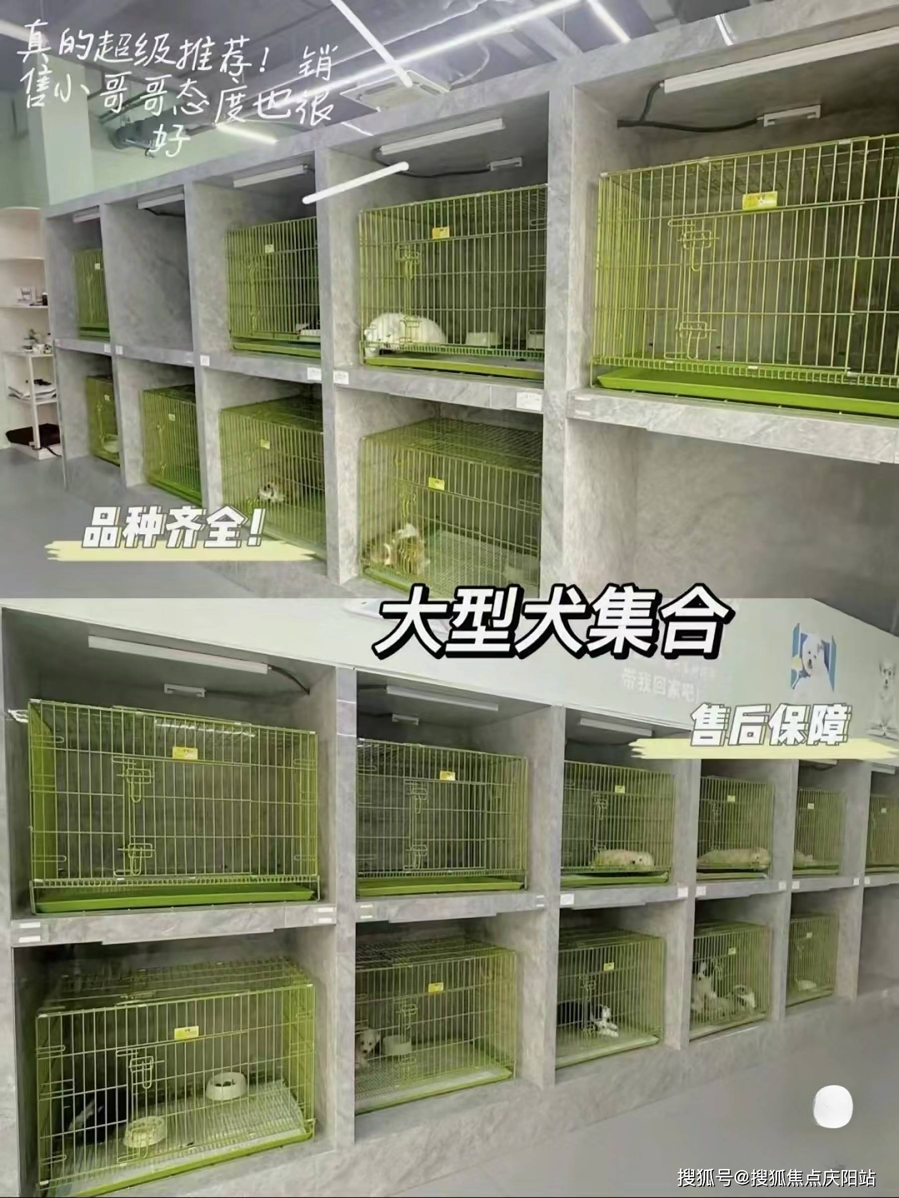 小型狗场犬舍设计图图片