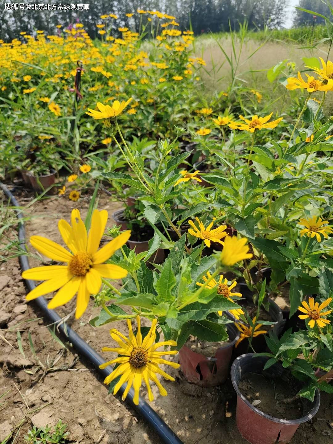 红果菊芋怎么种植图片