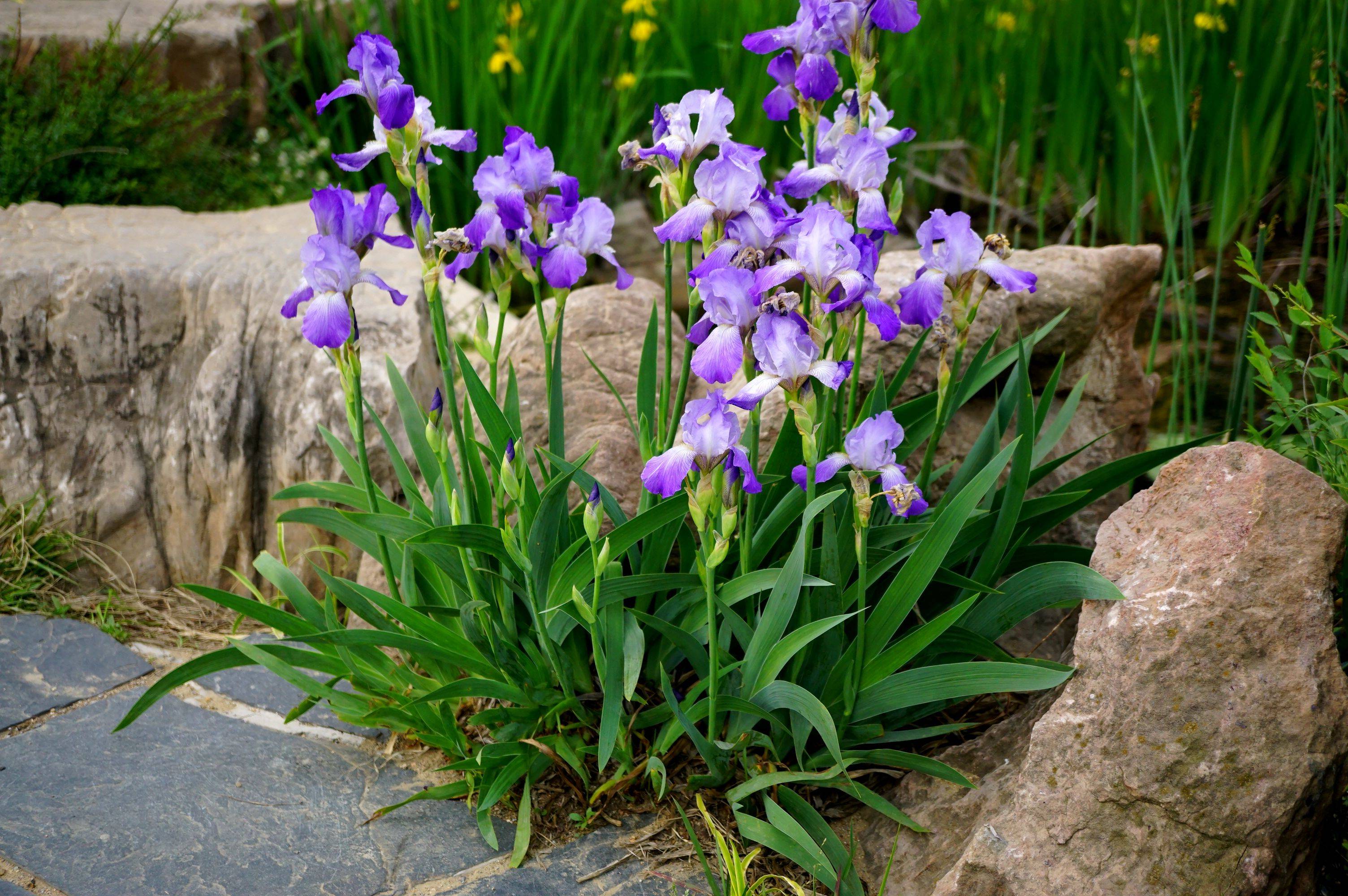 我见到的山东本土植物和园林栽培植物