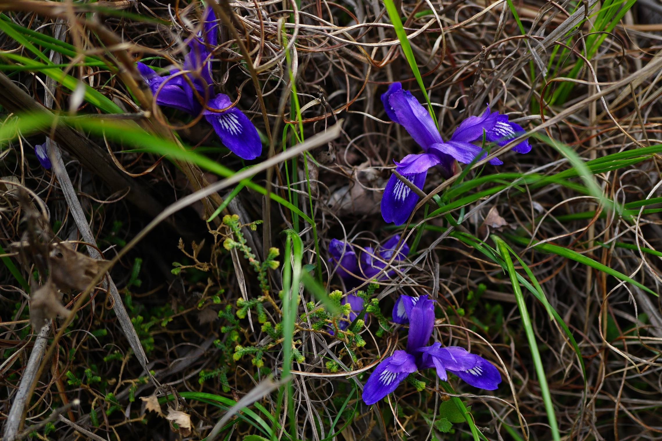 我见到的山东本土植物和园林栽培植物(329)紫苞鸢尾