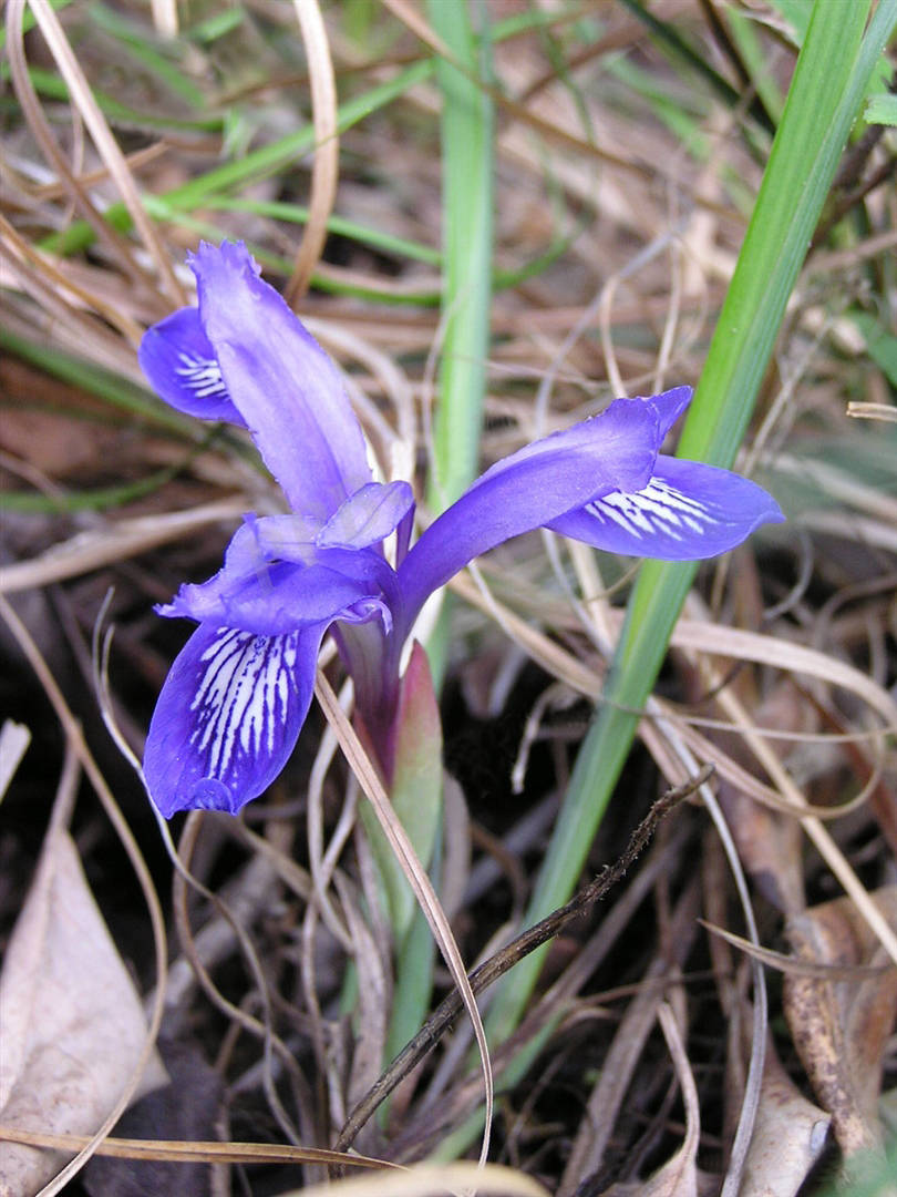 我见到的山东本土植物和园林栽培植物(329)紫苞鸢尾