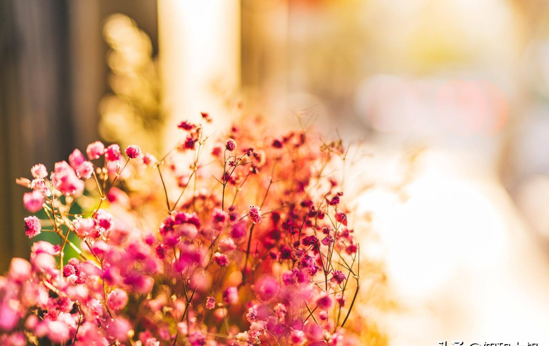 壁纸 花 桌面 1920_1211