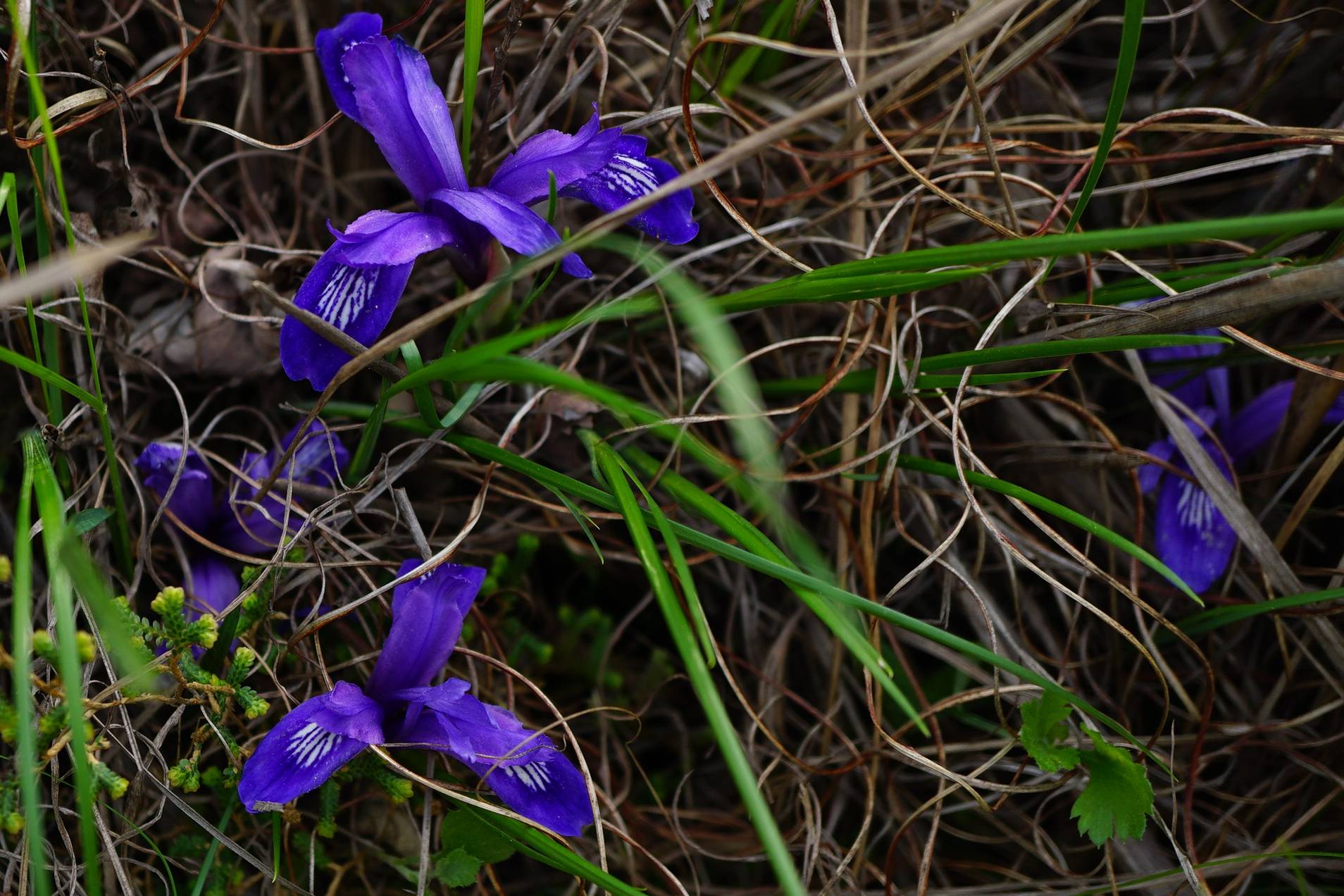 我见到的山东本土植物和园林栽培植物(329)紫苞鸢尾